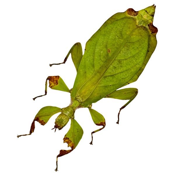 Green Leaf Insect (Phyllium mamasaense) - TaxidermyArtistry