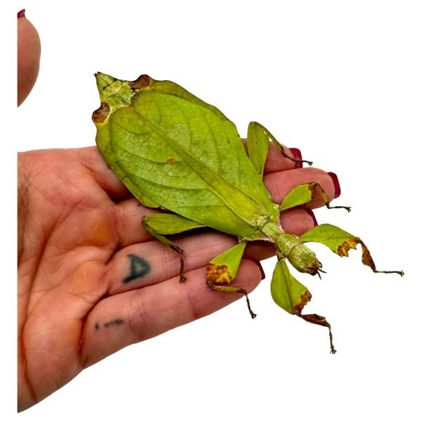 Green Leaf Insect (Phyllium mamasaense) - TaxidermyArtistry