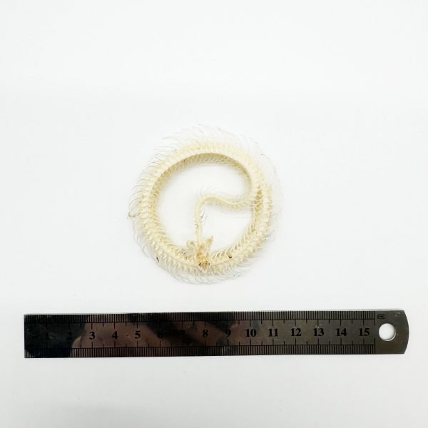 Striped Keelback Snake Full Skeleton (Xenochrophis vittatus) Osteological Specimen - TaxidermyArtistry Striped Keelback Snake Full Skeleton (Xenochrophis vittatus) Osteological Specimen - TaxidermyArtistry