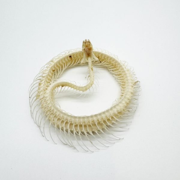Striped Keelback Snake Full Skeleton (Xenochrophis vittatus) Osteological Specimen - TaxidermyArtistry Striped Keelback Snake Full Skeleton (Xenochrophis vittatus) Osteological Specimen - TaxidermyArtistry