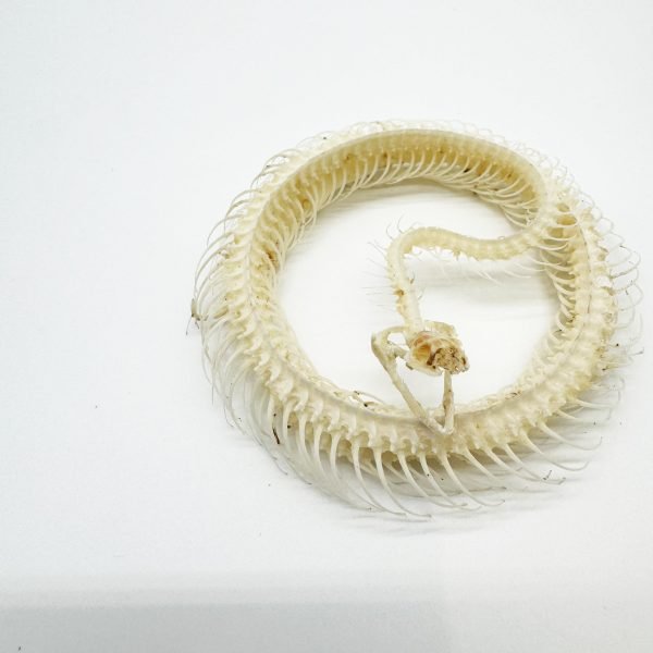 Striped Keelback Snake Full Skeleton (Xenochrophis vittatus) Osteological Specimen - TaxidermyArtistry Striped Keelback Snake Full Skeleton (Xenochrophis vittatus) Osteological Specimen - TaxidermyArtistry