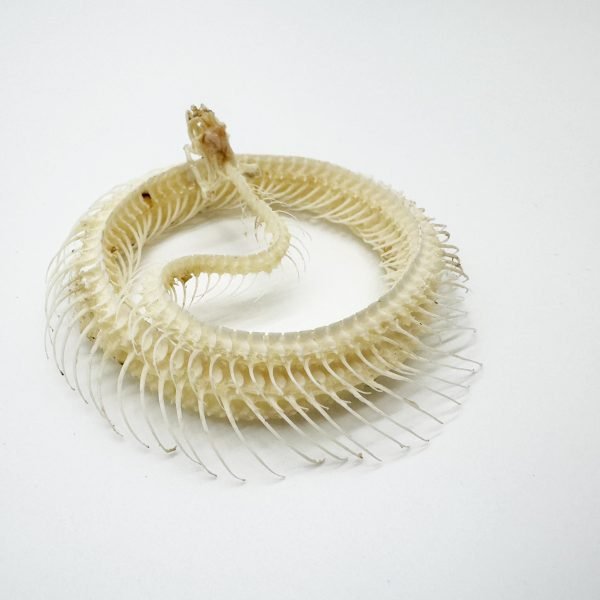 Striped Keelback Snake Full Skeleton (Xenochrophis vittatus) Osteological Specimen - TaxidermyArtistry Striped Keelback Snake Full Skeleton (Xenochrophis vittatus) Osteological Specimen - TaxidermyArtistry