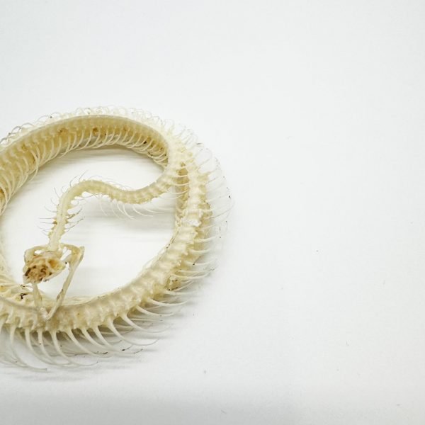 Striped Keelback Snake Full Skeleton (Xenochrophis vittatus) Osteological Specimen - TaxidermyArtistry Striped Keelback Snake Full Skeleton (Xenochrophis vittatus) Osteological Specimen - TaxidermyArtistry