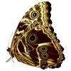 The Deidamia Scarce Morpho Butterfly FEMALE (Morpho deidamia) - TaxidermyArtistry The Deidamia Scarce Morpho Butterfly FEMALE (Morpho deidamia) - TaxidermyArtistry