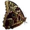 The Deidamia Scarce Morpho Butterfly FEMALE (Morpho deidamia) - TaxidermyArtistry The Deidamia Scarce Morpho Butterfly FEMALE (Morpho deidamia) - TaxidermyArtistry