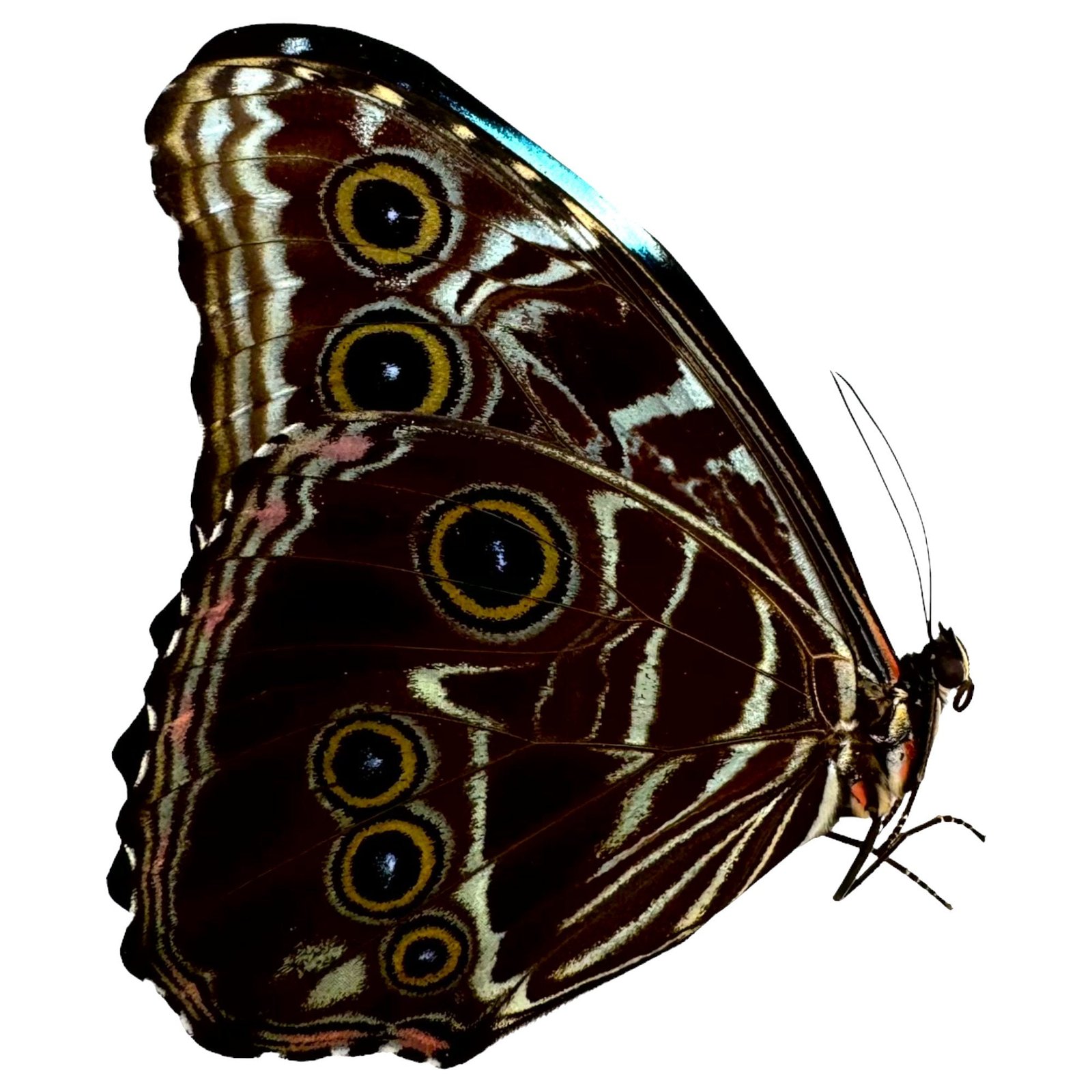 The Deidamia Scarce Morpho Butterfly MALE (Morpho deidamia)