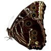 The Deidamia Scarce Morpho Butterfly MALE (Morpho deidamia) - TaxidermyArtistry