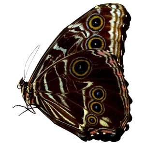 The Deidamia Scarce Morpho Butterfly MALE (Morpho deidamia) - TaxidermyArtistry