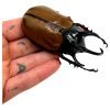 The Five-Horned Rhinoceros Beetle (Eupatorus gracilicornis) - TaxidermyArtistry