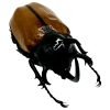 The Five-Horned Rhinoceros Beetle (Eupatorus gracilicornis) - TaxidermyArtistry