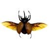 The Five-Horned Rhinoceros Beetle (Eupatorus gracilicornis) Spread - TaxidermyArtistry The Five-Horned Rhinoceros Beetle (Eupatorus gracilicornis) Spread - TaxidermyArtistry