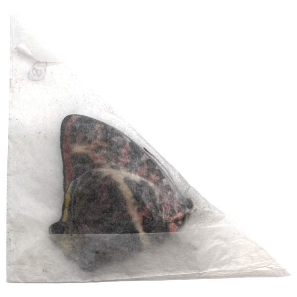 The Glorious Begum Butterfly (Agatasa calydonia) - TaxidermyArtistry