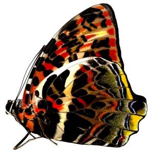 The Glorious Begum Butterfly (Agatasa calydonia) - TaxidermyArtistry