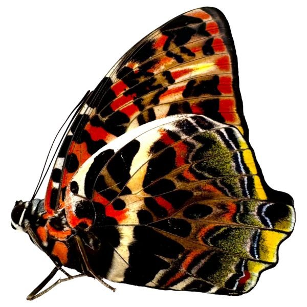 The Glorious Begum Butterfly (Agatasa calydonia) - TaxidermyArtistry