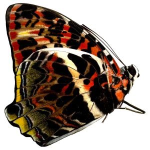 The Glorious Begum Butterfly (Agatasa calydonia) - TaxidermyArtistry