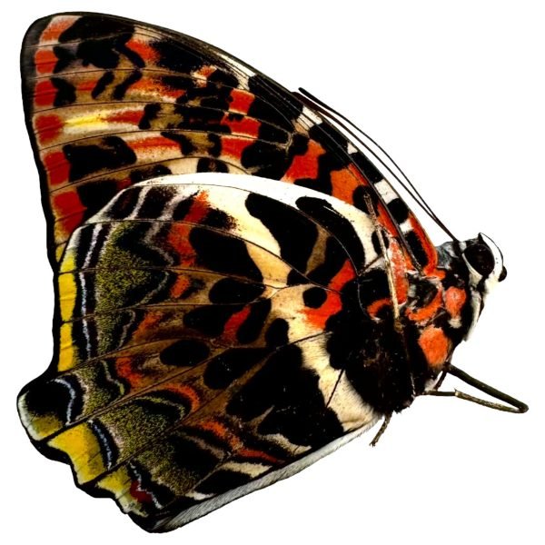 The Glorious Begum Butterfly (Agatasa calydonia) - TaxidermyArtistry