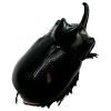 The Rhino Horned Beetle (Trichogomphus martabani) - TaxidermyArtistry The Rhino Horned Beetle (Trichogomphus martabani) - TaxidermyArtistry