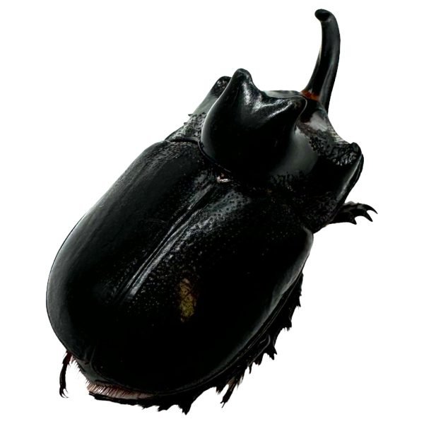 The Rhino Horned Beetle (Trichogomphus martabani) - TaxidermyArtistry The Rhino Horned Beetle (Trichogomphus martabani) - TaxidermyArtistry