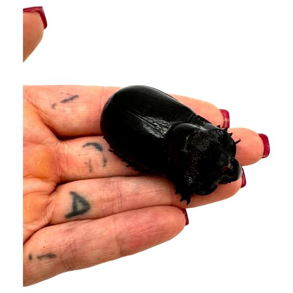 The Rhino Horned Beetle (Trichogomphus martabani) - TaxidermyArtistry The Rhino Horned Beetle (Trichogomphus martabani) - TaxidermyArtistry