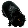 The Rhino Horned Beetle (Trichogomphus martabani) - TaxidermyArtistry The Rhino Horned Beetle (Trichogomphus martabani) - TaxidermyArtistry
