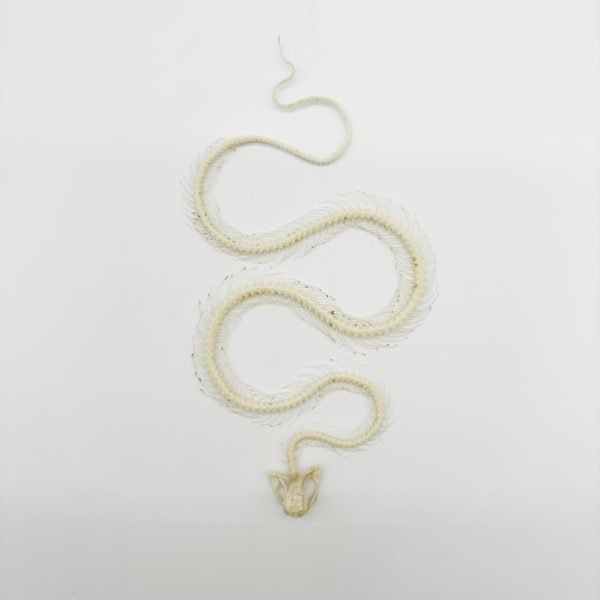 White-Lipped Pit Viper Curved Skeleton (Trimeresurus albolabris) Osteological - TaxidermyArtistry