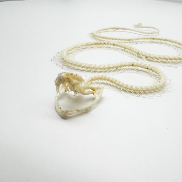 White-Lipped Pit Viper Curved Skeleton (Trimeresurus albolabris) Osteological - TaxidermyArtistry