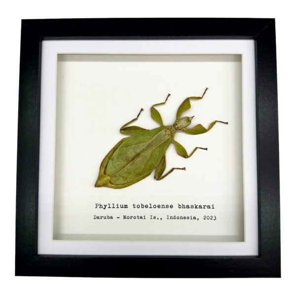 Green Leaf Insect Frame (Phyllium tobeloense bhaskarai) - TaxidermyArtistry Green Leaf Insect Frame (Phyllium tobeloense bhaskarai) - TaxidermyArtistry