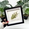 Green Leaf Insect Frame (Phyllium tobeloense bhaskarai) - TaxidermyArtistry Green Leaf Insect Frame (Phyllium tobeloense bhaskarai) - TaxidermyArtistry