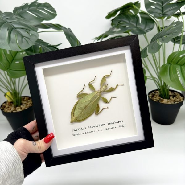 Green Leaf Insect Frame (Phyllium tobeloense bhaskarai) - TaxidermyArtistry Green Leaf Insect Frame (Phyllium tobeloense bhaskarai) - TaxidermyArtistry