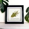 Green Leaf Insect Frame (Phyllium tobeloense bhaskarai) - TaxidermyArtistry Green Leaf Insect Frame (Phyllium tobeloense bhaskarai) - TaxidermyArtistry