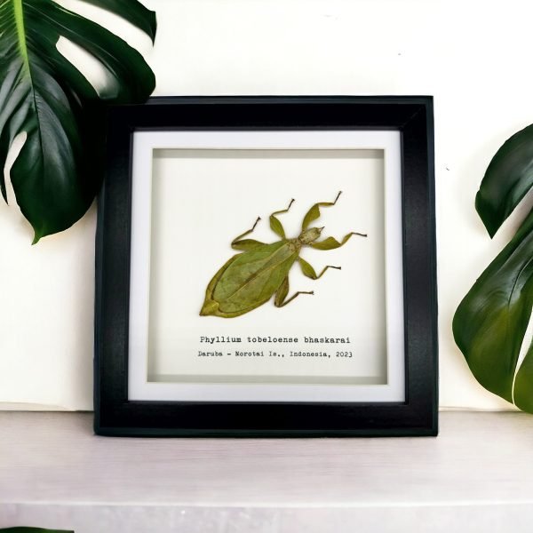 Green Leaf Insect Frame (Phyllium tobeloense bhaskarai) - TaxidermyArtistry Green Leaf Insect Frame (Phyllium tobeloense bhaskarai) - TaxidermyArtistry