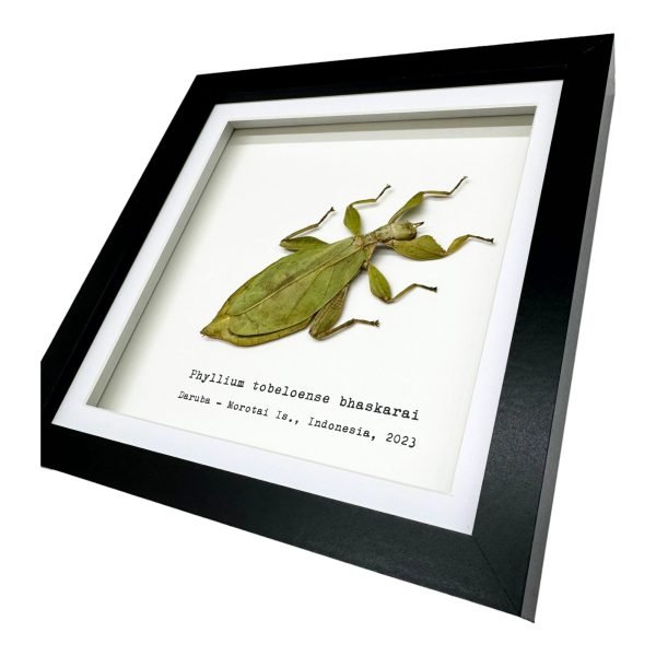 Green Leaf Insect Frame (Phyllium tobeloense bhaskarai) - TaxidermyArtistry Green Leaf Insect Frame (Phyllium tobeloense bhaskarai) - TaxidermyArtistry