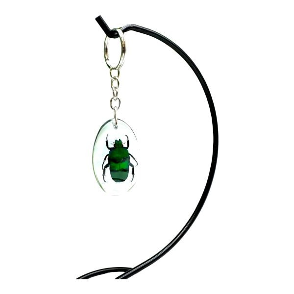 Green Scarab Beetle Resin Keyring (Heterorrhina sexmaculata) - TaxidermyArtistry