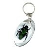 Green Scarab Beetle Resin Keyring (Heterorrhina sexmaculata) - TaxidermyArtistry