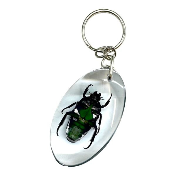 Green Scarab Beetle Resin Keyring (Heterorrhina sexmaculata) - TaxidermyArtistry