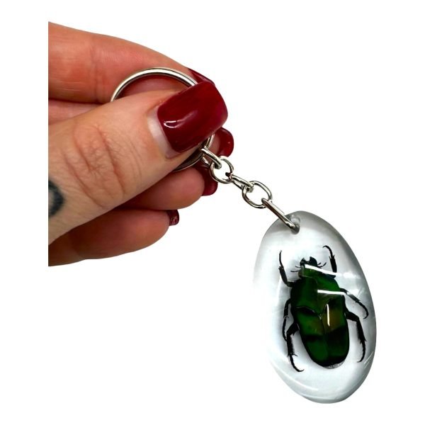 Green Scarab Beetle Resin Keyring (Heterorrhina sexmaculata) - TaxidermyArtistry