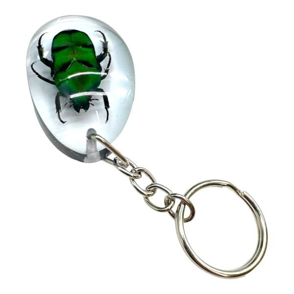 Green Scarab Beetle Resin Keyring (Heterorrhina sexmaculata) - TaxidermyArtistry