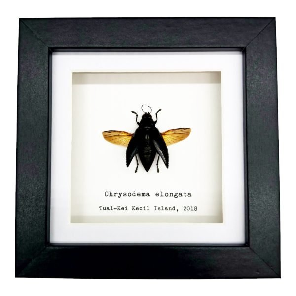 Metallic Wood-Boring Beetle Frame (Chrysodema elongata) - TaxidermyArtistry Metallic Wood-Boring Beetle Frame (Chrysodema elongata) - TaxidermyArtistry