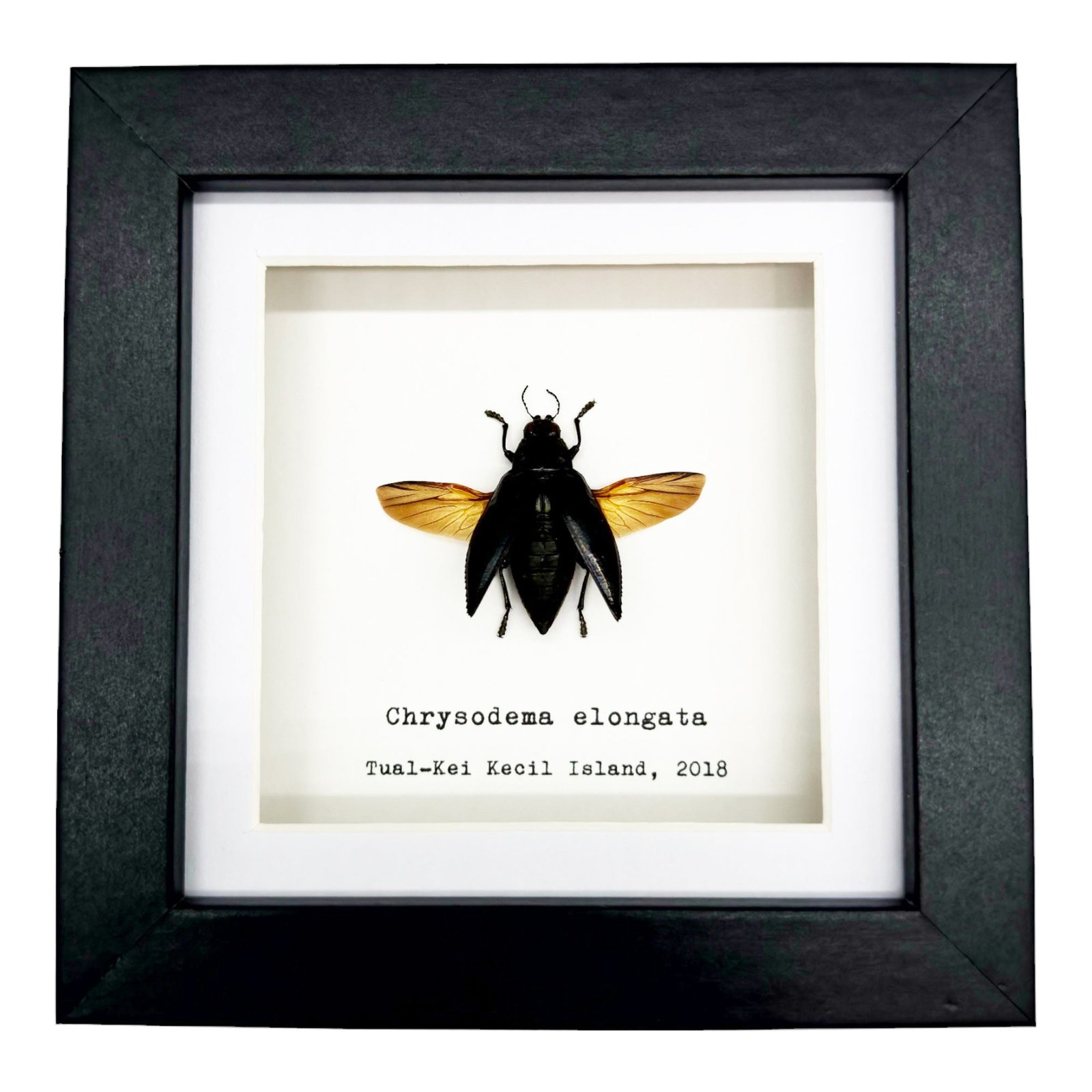 Metallic WoodBoring Beetle Frame (Chrysodema elongata)