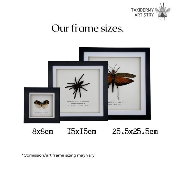 Metallic Wood-Boring Beetle Frame (Chrysodema elongata) - TaxidermyArtistry Metallic Wood-Boring Beetle Frame (Chrysodema elongata) - TaxidermyArtistry