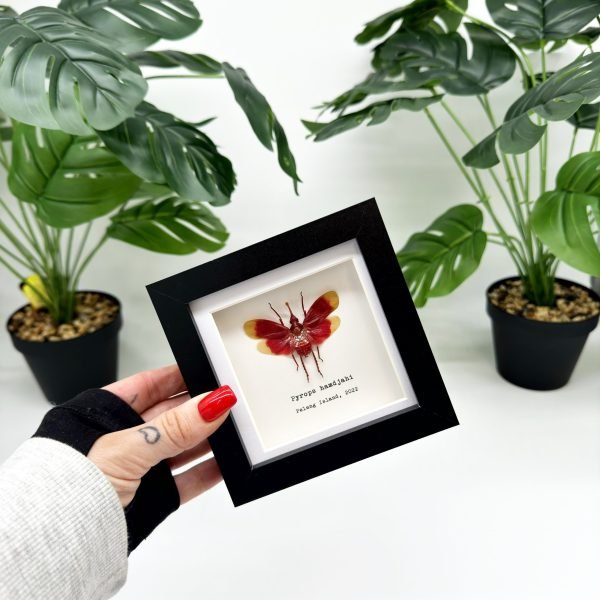 Red and Yellow Snout Nose Lantern Fly Frame (Pyrops hamdjahi) - TaxidermyArtistry Red and Yellow Snout Nose Lantern Fly Frame (Pyrops hamdjahi) - TaxidermyArtistry