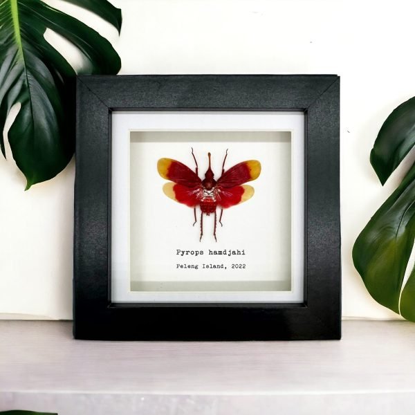 Red and Yellow Snout Nose Lantern Fly Frame (Pyrops hamdjahi) - TaxidermyArtistry Red and Yellow Snout Nose Lantern Fly Frame (Pyrops hamdjahi) - TaxidermyArtistry