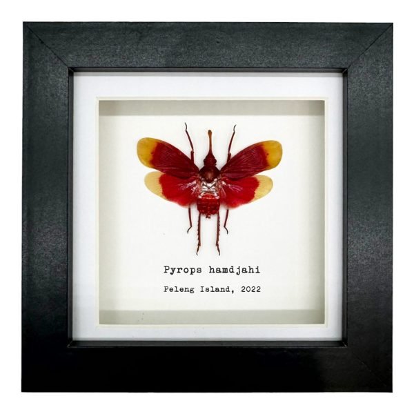 Red and Yellow Snout Nose Lantern Fly Frame (Pyrops hamdjahi) - TaxidermyArtistry Red and Yellow Snout Nose Lantern Fly Frame (Pyrops hamdjahi) - TaxidermyArtistry