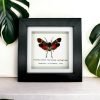 Red Spotted Lantern Fly Frame (Penthicodes farinosa aeruginea) - TaxidermyArtistry Red Spotted Lantern Fly Frame (Penthicodes farinosa aeruginea) - TaxidermyArtistry