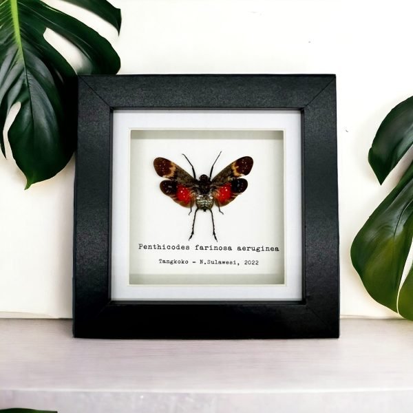 Red Spotted Lantern Fly Frame (Penthicodes farinosa aeruginea) - TaxidermyArtistry Red Spotted Lantern Fly Frame (Penthicodes farinosa aeruginea) - TaxidermyArtistry