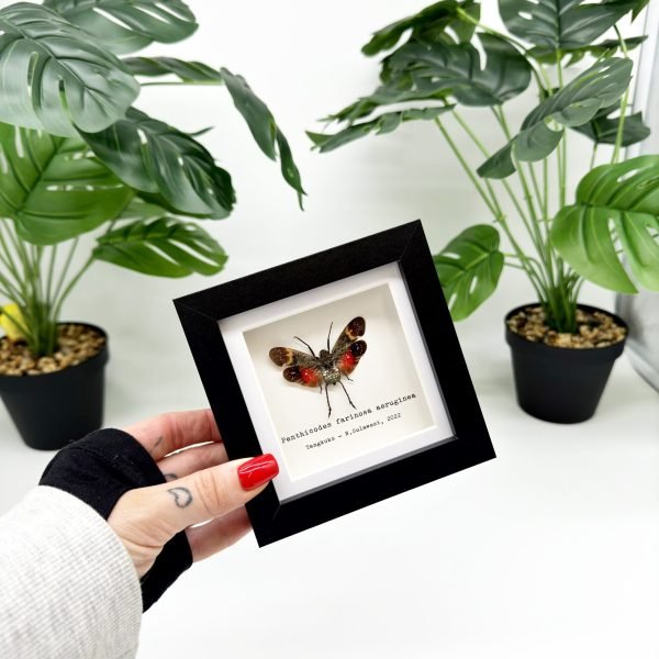 Red Spotted Lantern Fly Frame (Penthicodes farinosa aeruginea) - TaxidermyArtistry Red Spotted Lantern Fly Frame (Penthicodes farinosa aeruginea) - TaxidermyArtistry