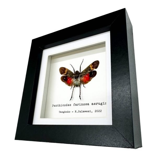 Red Spotted Lantern Fly Frame (Penthicodes farinosa aeruginea) - TaxidermyArtistry Red Spotted Lantern Fly Frame (Penthicodes farinosa aeruginea) - TaxidermyArtistry