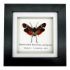 Red Spotted Lantern Fly Frame (Penthicodes farinosa aeruginea) - TaxidermyArtistry Red Spotted Lantern Fly Frame (Penthicodes farinosa aeruginea) - TaxidermyArtistry