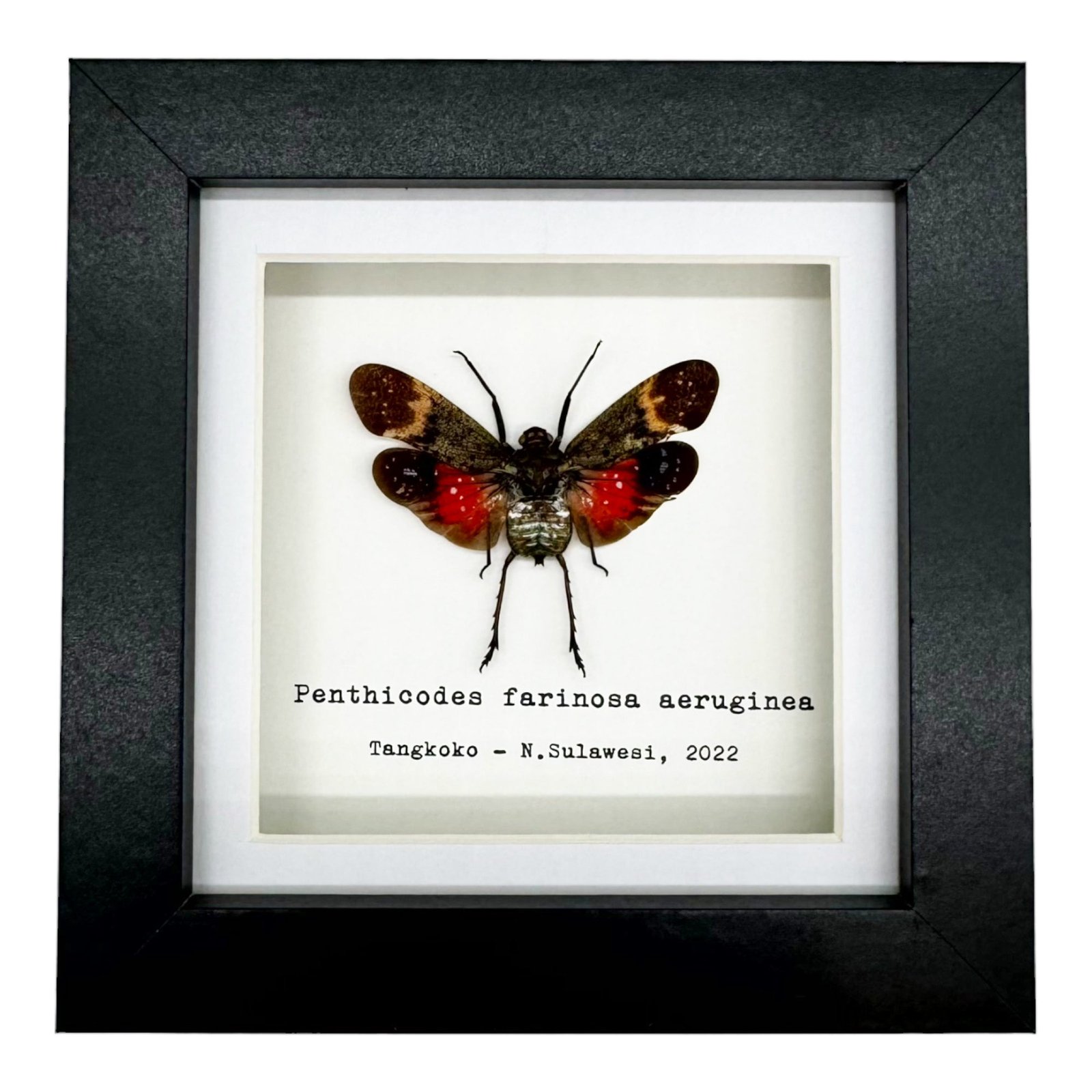 Flies Frame Red Spotted Lantern Fly Frame (Penthicodes farinosa aeruginea)