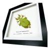 Rusty Green Leaf Insect Frame (Phyllium mamasaense) - TaxidermyArtistry Rusty Green Leaf Insect Frame (Phyllium mamasaense) - TaxidermyArtistry